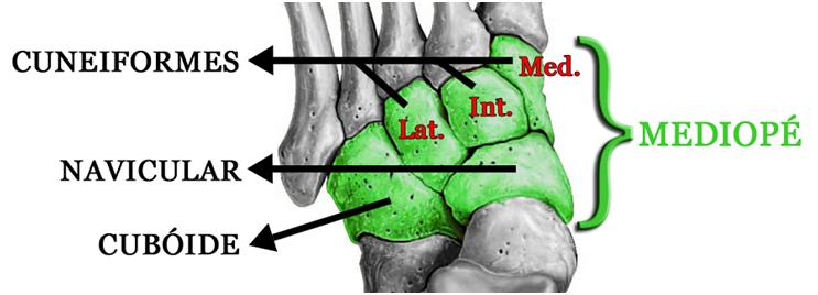 Imagem ilustrativa mostrando a estrutura do mediopé.