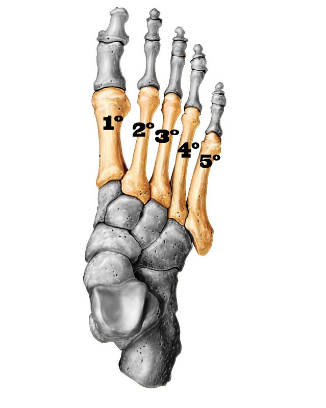 5 Metatarso